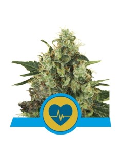 ROYAL QUEEN SEEDS - Medical Mass - 1