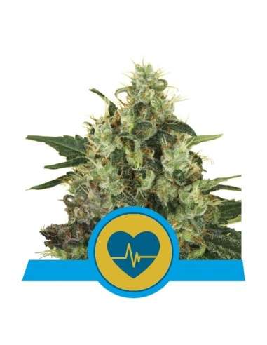 ROYAL QUEEN SEEDS - Medical Mass - 1