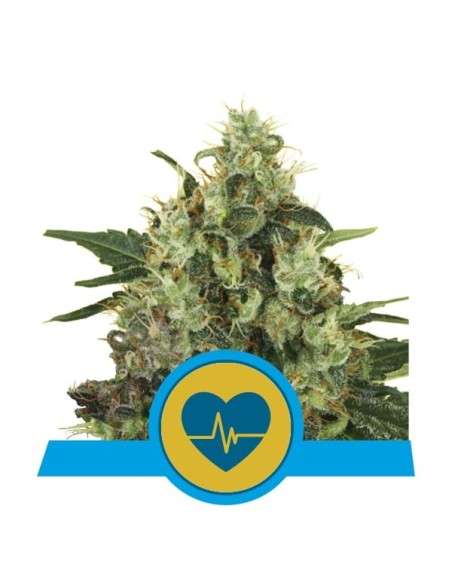 ROYAL QUEEN SEEDS - Medical Mass - 1