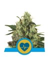 ROYAL QUEEN SEEDS - Medical Mass - 1