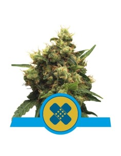 ROYAL QUEEN SEEDS - Painkiller XL - 1