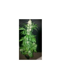 GREEN HOUSE SEEDS - Northern Light Auto - 1 2