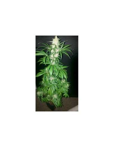GREEN HOUSE SEEDS - Northern Light Auto - 2