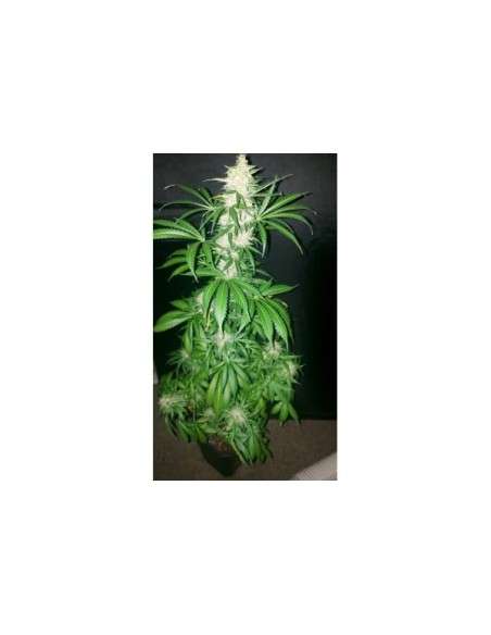GREEN HOUSE SEEDS - Northern Light Auto - 2