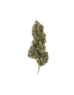 ROYAL QUEEN SEEDS - Painkiller XL - 1 2