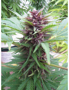 DUTCH PASSION - Auto Frisian Dew - 1