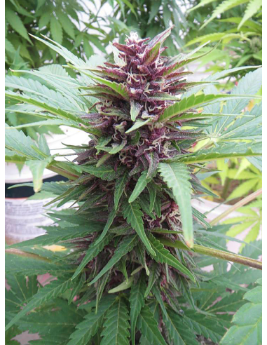 DUTCH PASSION - Auto Frisian Dew - 1