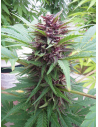 DUTCH PASSION - Auto Frisian Dew - 1