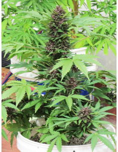 DUTCH PASSION - Auto Frisian Dew - 1 2