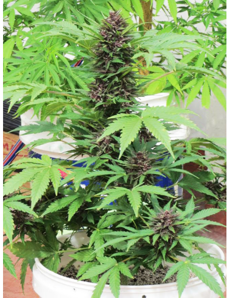 DUTCH PASSION - Auto Frisian Dew - 2