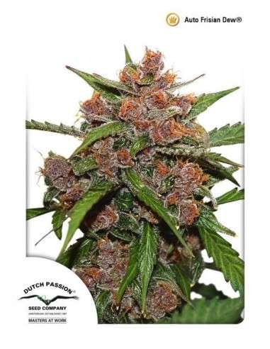 DUTCH PASSION - Auto Frisian Dew - 3