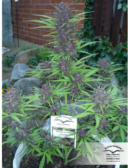 DUTCH PASSION - Auto Frisian Dew - 5