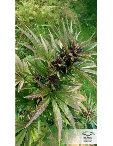 DUTCH PASSION - Auto Frisian Dew - 7