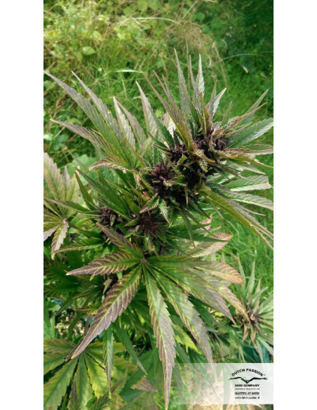 DUTCH PASSION - Auto Frisian Dew - 7