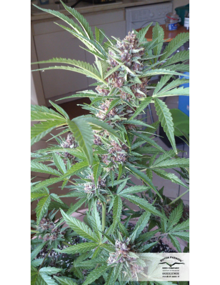 DUTCH PASSION - Auto Frisian Dew - 8