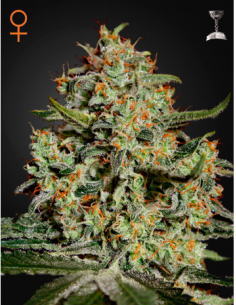 GREEN HOUSE SEEDS - Big Bang - 1