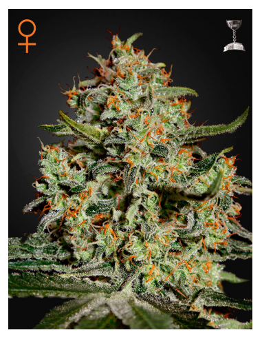 GREEN HOUSE SEEDS - Big Bang - 1