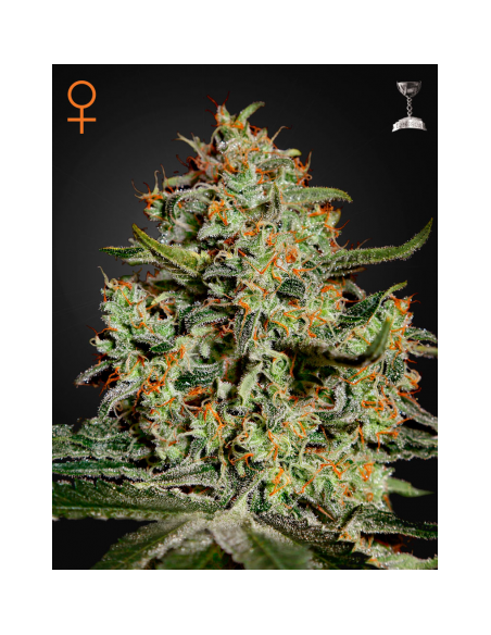 GREEN HOUSE SEEDS - Big Bang - 1