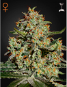 GREEN HOUSE SEEDS - Big Bang - 1