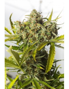DINAFEM - Blue Critical Auto - 1