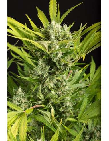 DINAFEM - Blue Critical Auto - 2