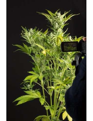 DINAFEM - Blue Critical Auto - 3