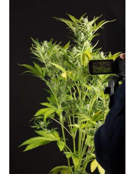DINAFEM - Blue Critical Auto - 3