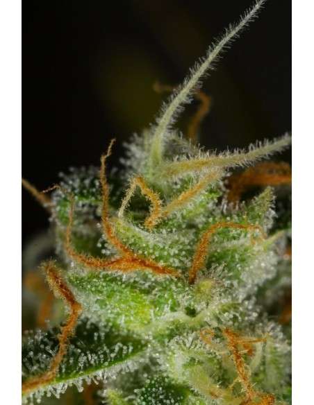 DINAFEM - Blue Critical Auto - 4