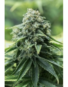 DINAFEM - Critical Mass CBD - 1 2