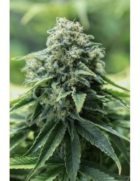 DINAFEM - Critical Mass CBD - 2