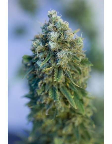 DINAFEM - Critical Mass CBD - 3