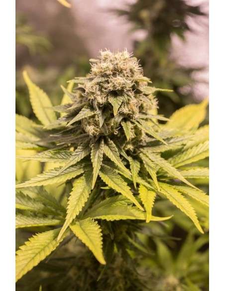 DINAFEM - Critical Mass CBD - 4