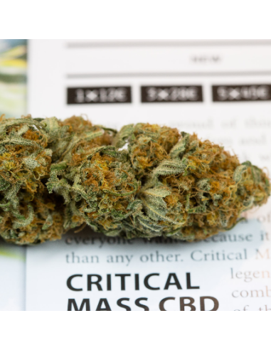 DINAFEM - Critical Mass CBD - 5