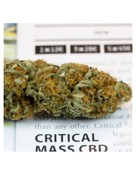 DINAFEM - Critical Mass CBD - 5