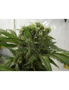 GREEN HOUSE SEEDS - Big Bang - 1 2