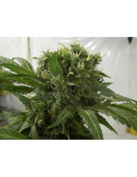 GREEN HOUSE SEEDS - Big Bang - 2