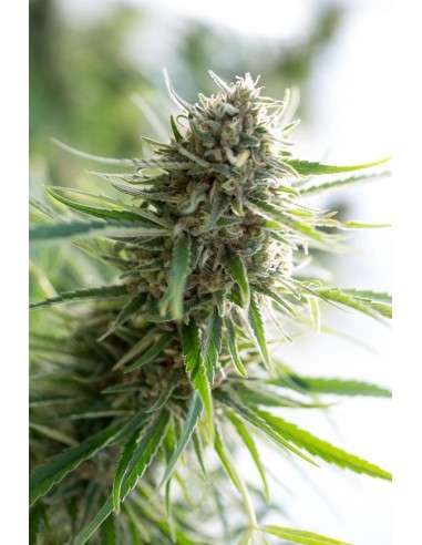 DINAFEM - Critical Mass CBD - 6