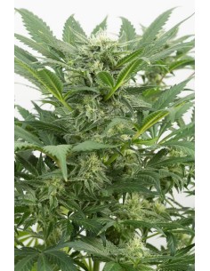 DINAFEM - Dinamex Auto - 1