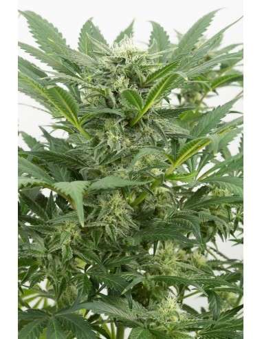 DINAFEM - Dinamex Auto - 1