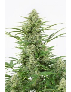 DINAFEM - Dinamex Auto - 1 2