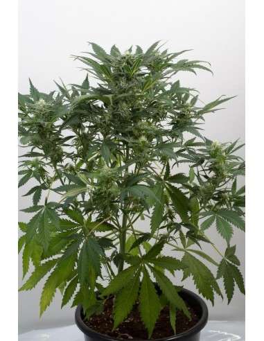 DINAFEM - Dinamex Auto - 3