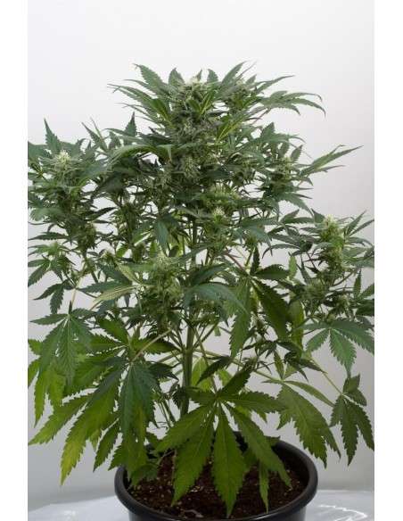 DINAFEM - Dinamex Auto - 3