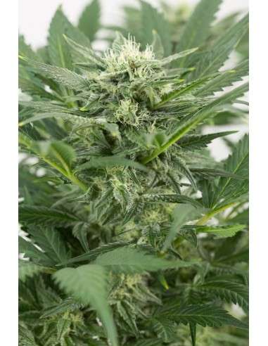 DINAFEM - Dinamex Auto - 4