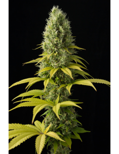 DINAFEM - Shark Shock CBD - 1