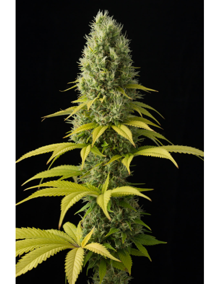 DINAFEM - Shark Shock CBD - 1