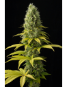 DINAFEM - Shark Shock CBD - 1