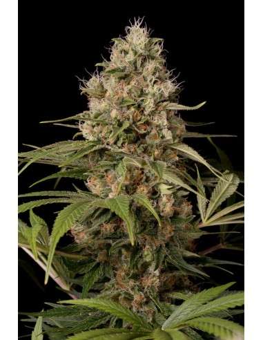 DINAFEM - Shark Shock CBD - 2
