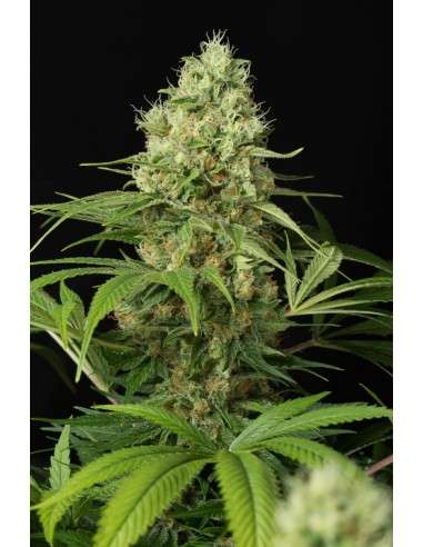 DINAFEM - Shark Shock CBD - 3