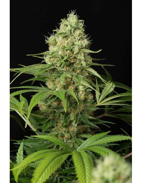 DINAFEM - Shark Shock CBD - 3