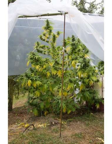DINAFEM - Shark Shock CBD - 4